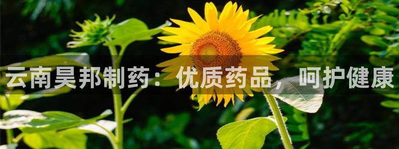 ag九游老哥俱乐部：云南昊邦制药：优质药品，呵护健康